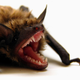 Image for article titled From Bat Bombs to Goo Guns: Crazy Military Experiments